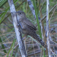 Zapata Wren